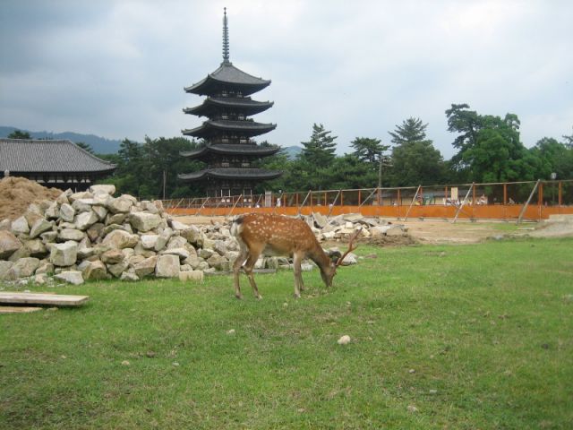Нара / Nara