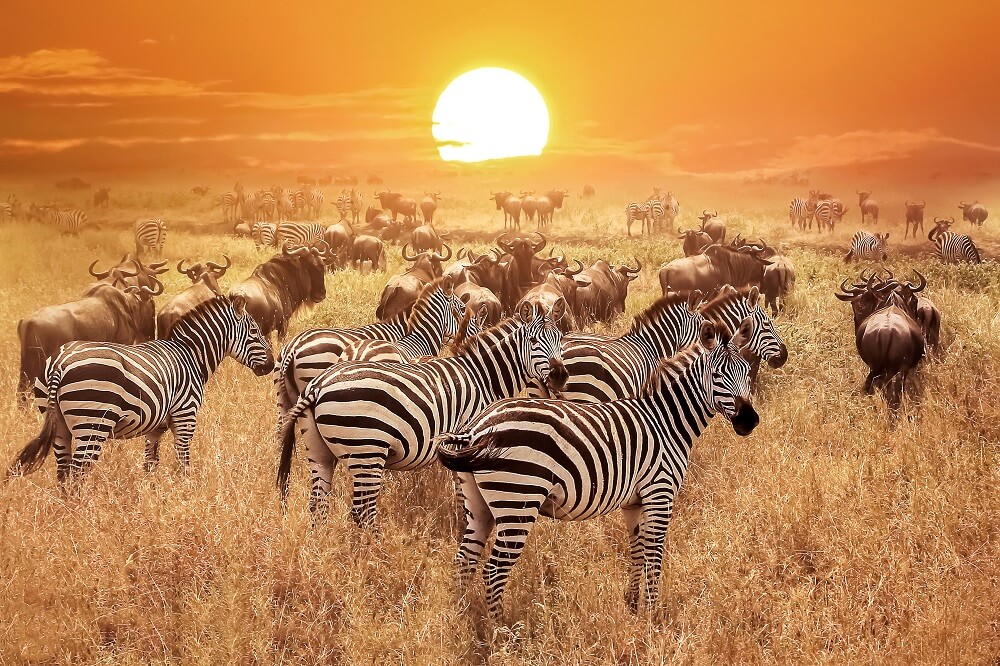 Сафари в Кения в най - известните паркове