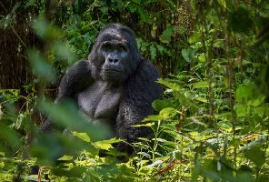 Уганда и Руанда - Приключенско сафари в света на горилите