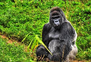 Руанда - Делукс джип сафари с Big 5, примати и шимпанзета