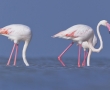 Зима в Кипър? Открий езерата, пълни с фламинго!