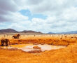 5 причини да отидете на сафари в Африка