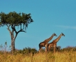 Природни паркове в Танзания за любителите на сафари 