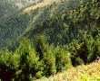 Биосферен резерват Боатин в Централна Стара планина